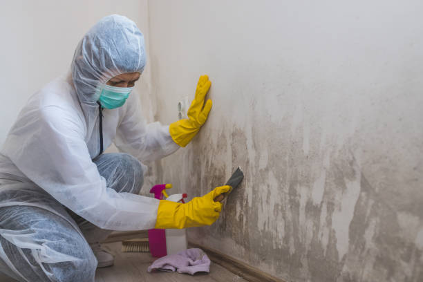Office Mold Removal Services in Valley Forge, TN