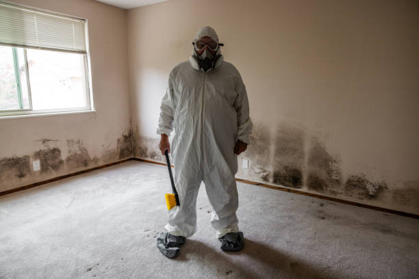 Best Office Mold Removal Services  in Valley Forge, TN