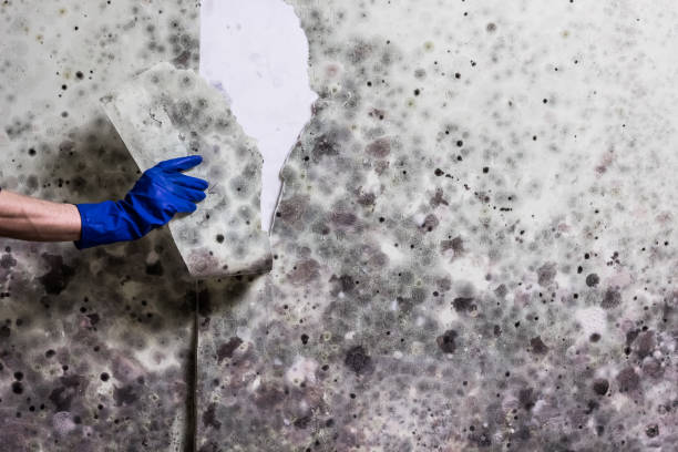 Best Residential Mold Removal  in Valley Forge, TN