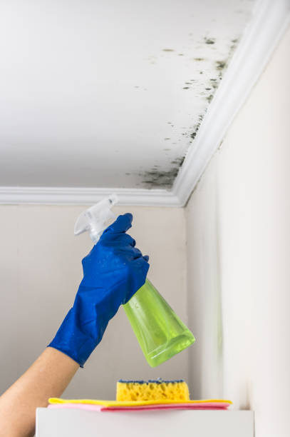 Best Toxic Mold Removal  in Valley Forge, TN